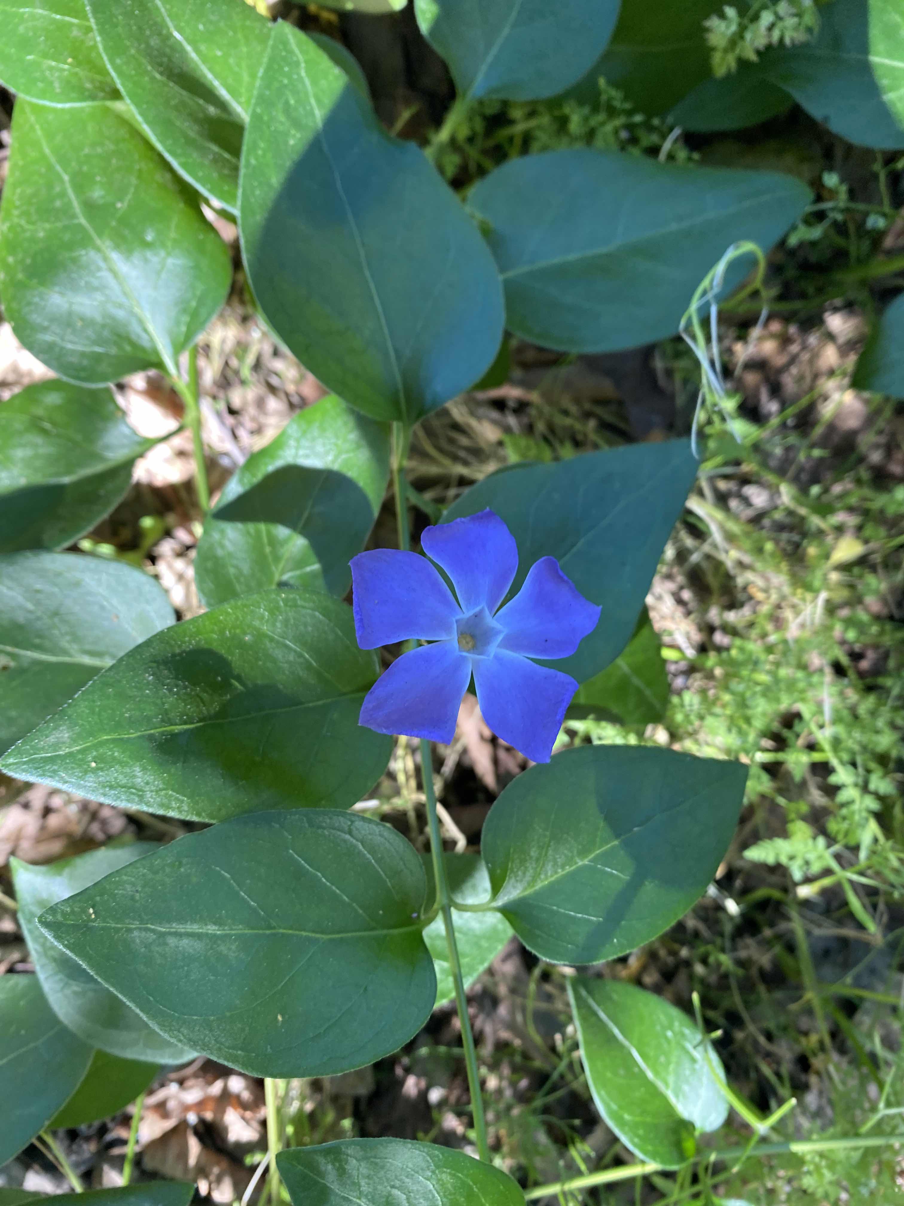 Purple Flower